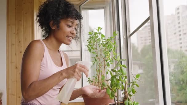 Афроамериканка Распыляющая Домашние Растения Помощью Спрея Балконе Заботящаяся Заботящаяся Цветах — стоковое видео
