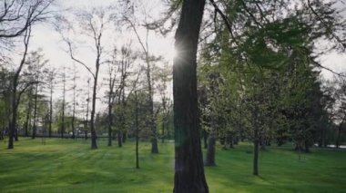 Şehir parkının panorama 'sı. Güneş ışınlarında, insanlar olmadan, budanmış yeşil bir çimenlik.