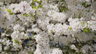 Çiçek açan bir sakura ağacının dikey manzarası ya da mavi gökyüzüne karşı elma ağacı, şaşırtıcı derecede güzel beyaz çiçekler, bahar zamanı
