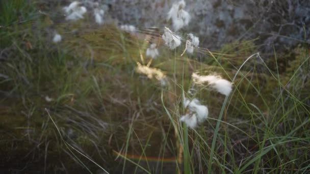 Pajęczyna Bawełnianej Trawie Trawie Promieniach Słońca Wśród Kamieni Krajobraz Północnej — Wideo stockowe