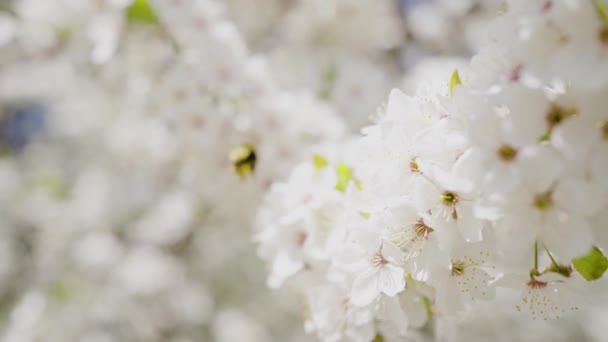 Hummel Bestäubt Zeitlupe Eine Kirschblüte Aus Nächster Nähe Atemberaubende Landschaft — Stockvideo
