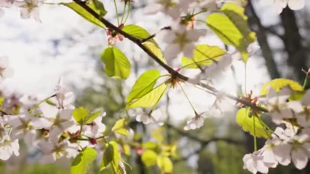 都会の公園で春の太陽の光の中 緑の葉を持つ桜の枝が風に揺れる — ストック動画