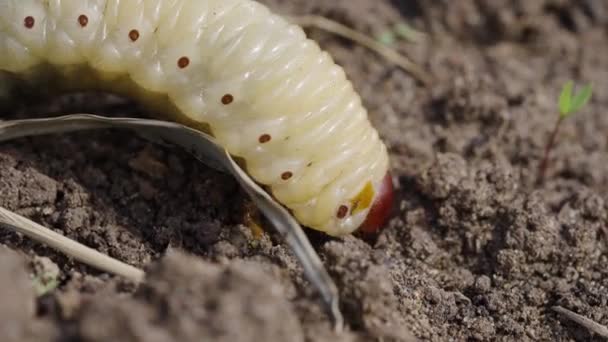 Uma Grande Larva Besouro Rinoceronte Toca Chão Tiro Macro Lagarta — Vídeo de Stock