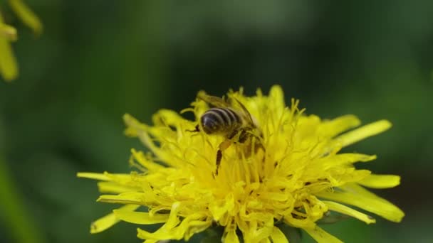動きの遅い黄色いタンポポの花に蜜と花粉を集める労働者の蜂のマクロショット 晴れた夏の日の植物の汚染 — ストック動画