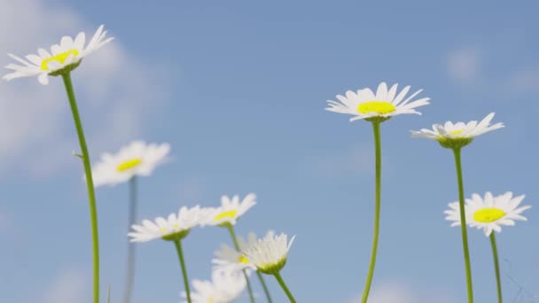 Jasné Heřmánkové Květy Kolébají Větru Proti Modré Obloze Zpomaleném Filmu — Stock video