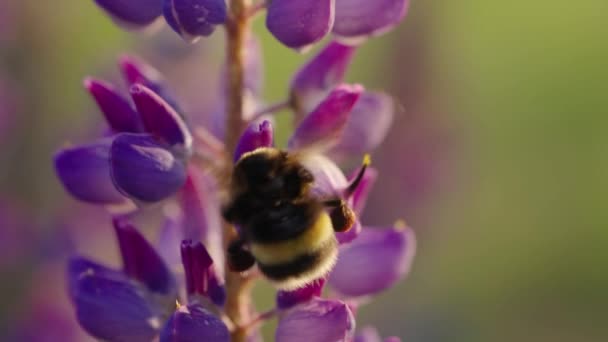 大きなバンブルビーは夏の夜の日没時に リンドウの花から花粉を集め スローモーションでマクロ撮影します 昆虫は花を受粉させる — ストック動画