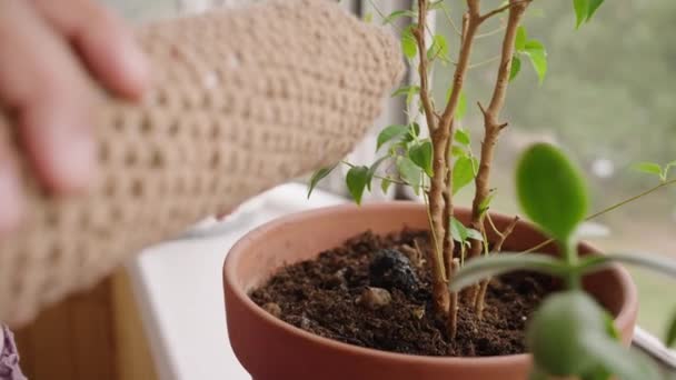 Egy Öntözi Beltéri Növényeket Egy Üvegből Kezek Közelről Virágok Gondozása — Stock videók