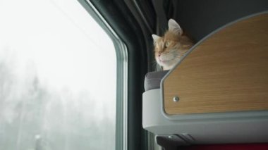 Kızıl kedi hareket halindeki bir trenin üst rafında oturur ve pencereden dışarı bakar. Hayvanlarla seyahat etmek..
