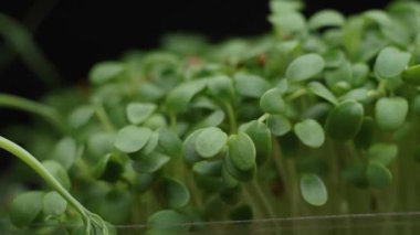 Esmer arka planda plastik bir kapta mikro yeşilliklerin makro görüntüsü. Tohum yetiştirme, bahçıvanlık, veganlık, vitamin zengini bitkiler.