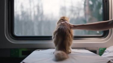 Zencefilli seyahat eden kedi bir tren vagonunda seyahat eder, bir kadın sevimli bir hayvanı okşar, kışın karlı bir ormanda hızlı bir tren yolculuğu yapar, kedi masanın üzerinde durur.