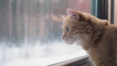 Kızıl kedi, bir kompartımanda masanın üzerinde dururken pencereden dışarı bakar, tren yüksek hızla yaklaşır. Bir evcil hayvanla seyahat etmek.