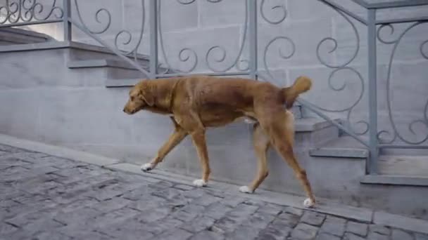 赤い犬が愛人と街の通りを歩いている 空腹の犬は食べ物を求めて女を追いかける — ストック動画
