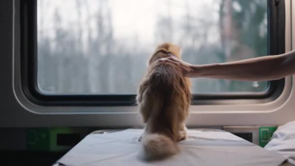 Cestovní Zázvorová Kočka Cestuje Vagónu Žena Hladí Něžného Mazlíčka Vysokorychlostní — Stock video