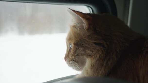 赤い猫が座って電車の車の棚の上に移動し ペットは退屈コンパートメントの窓の外を見て 動物は慎重に雪の上に冬の自然を見て — ストック動画