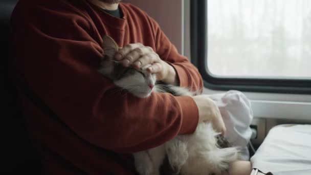 Mladý Muž Mazlí Vyděšenou Bílou Kočku Kupé Vlaku Během Cesty — Stock video