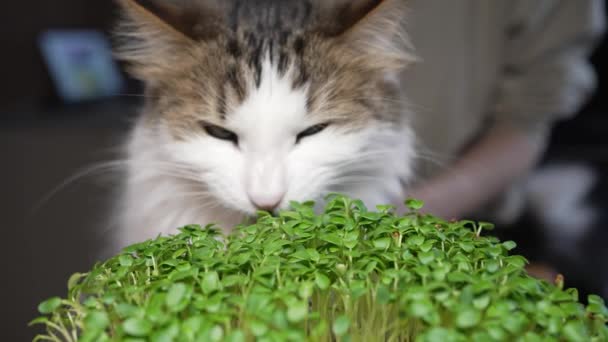 Biały Kot Domowy Jedzący Kiełkowane Mikrozielone Koniczyny Bliska Pet Wspiął — Wideo stockowe