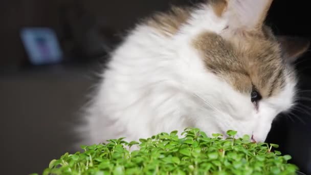 Belföldi Fehér Macska Rágcsál Nyalogat Egy Tartály Mikrozöldet Konyhában Közelkép — Stock videók