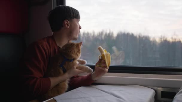 Mężczyzna Jeździ Pociągiem Swoim Rudym Kotem Zjada Banana Patrząc Przez — Wideo stockowe