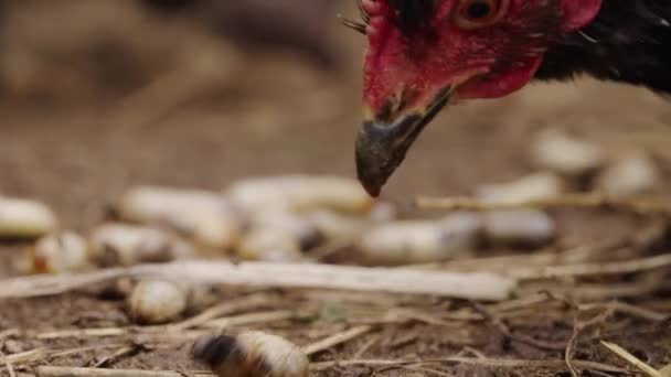 Die Henne Pickt Und Frisst Zeitlupe Eine Große Rhinozeroskäferlarve Geflügelzucht — Stockvideo