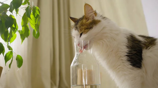 面白い国内猫は家の近くの家でガラス瓶から水を飲むしようとします ロイヤリティフリーのストック写真