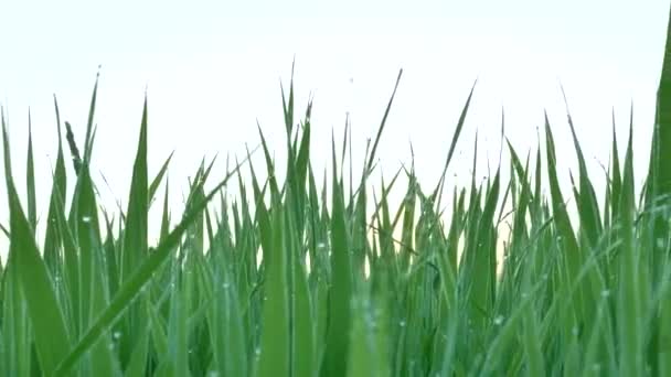 太陽光が茎を突破する夏の牧草地 スライダーショット — ストック動画