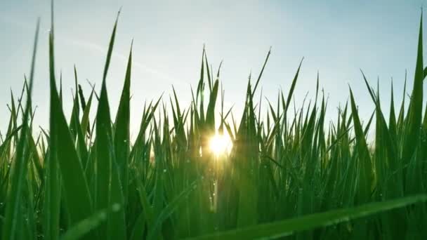 Cinematic Slider Shot Morning Green Tall Grass Dawn Dew Drops — Stock Video