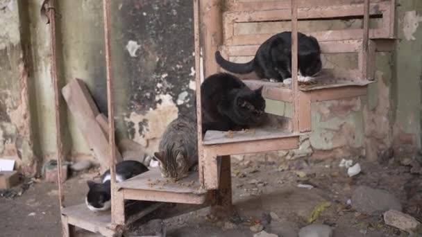 ホームレスの野良猫の家族は 放棄された建物の金属製の階段で乾いた食べ物を食べる — ストック動画