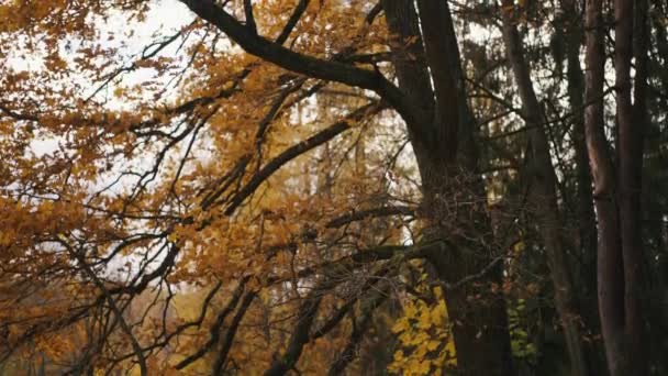 公園の秋の風景 曇った涼しい日の黄色い葉を持つ古いオークの木 垂直パノラマ — ストック動画