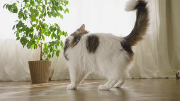 Χαριτωμένο Χνουδωτό Εγχώρια Γάτα Έπιασε Την Ουρά Του Ενώ Παίζει — Αρχείο Βίντεο