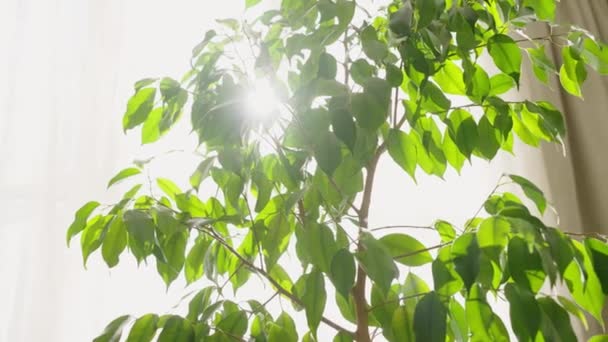 日当たりの良い窓の向かいにある部屋に 家具のフィクス ベンジャミンのパノラマ 太陽の光は緑の葉を通して輝く — ストック動画