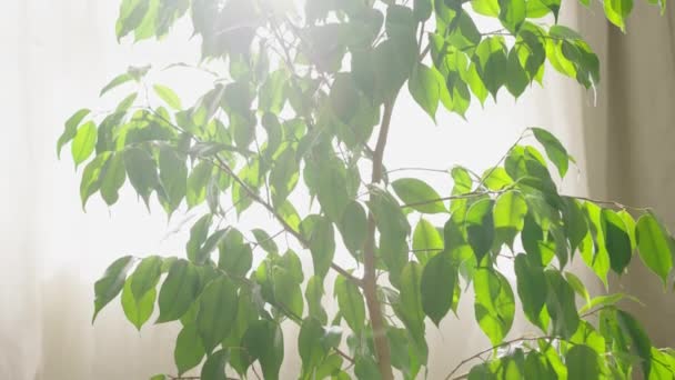 Vertikální Panorama Velké Zelené Fíkus Domácí Rostliny Pozadí Okna Domu — Stock video