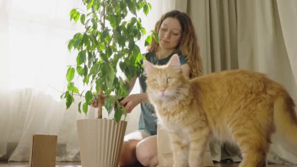 若い女性主婦は 植物フィクスを移植し ペットと一緒に鍋に地球を追い込み 猫はフレームを残し ゆっくり動きます ホームガーデニングコンセプト — ストック動画