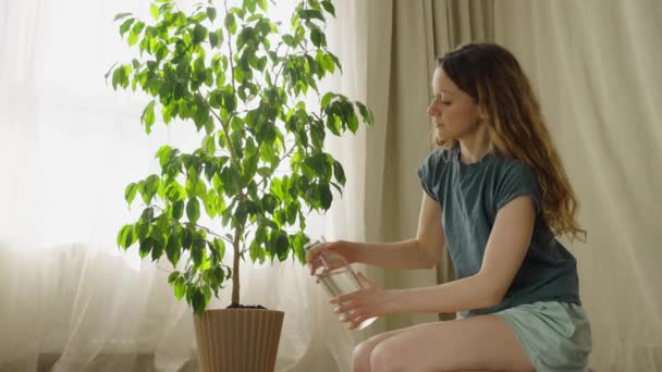 女性は家の床に座っている間 ガラス瓶から自家製の花に水をやります ベンジャミン フィカス 家庭のケア 明るい部屋のスタイルのミニマリズム — ストック動画