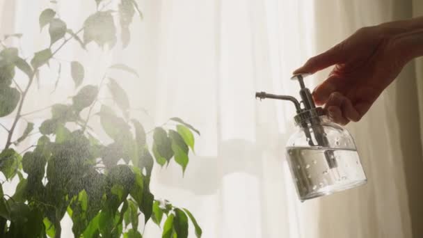 Γυναίκα Ρίχνει Νερό Πιτσιλιές Ένα Φυτό Εσωτερικού Χώρου Από Ένα — Αρχείο Βίντεο