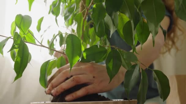 Transplantant Terre Dans Pot Gros Plan Une Jeune Femme Met — Video