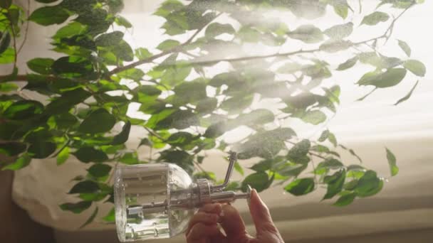 Mujer Rocía Una Planta Interior Benjamin Ficus Con Agua Elegante — Vídeo de stock