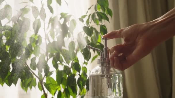 女性は日当たりの良い日に家の植物に水をスプレーし 太陽の光線 家の花の温室のスタイリッシュなガラス瓶から閉じます リフレッシュグリーンの葉 — ストック動画