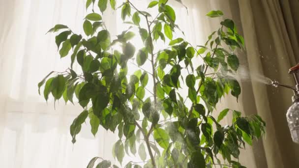 Kadınlar Evlerinin Önündeki Yeşil Çiçeğe Sprey Boyayla Sıkarlar Pencere Güneş — Stok video