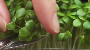Tabaklara eklemek için makasla mikroyeşillik kesen bir kadının makro çekimi. Vitamin açısından zengin sağlıklı bitkiler..