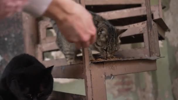 女性ボランティアが放棄された建物でストリートホームレスの猫に餌を与え 空腹な猫は金属製の階段で食べ物を貪欲に食べる — ストック動画