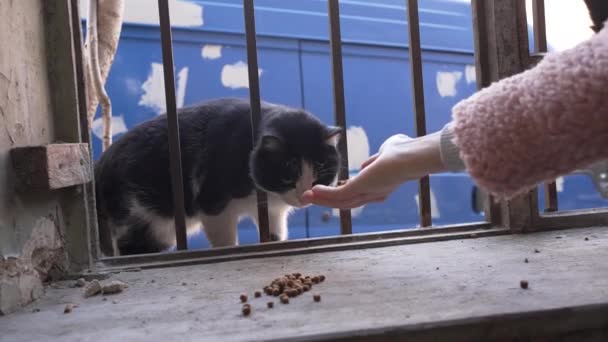 女性は 食べ物を持って黒い灰色の傷つけられた猫を飼い ゆっくりとした動きで餌を与えます シェルターボランティアが不幸な動物の世話をする — ストック動画