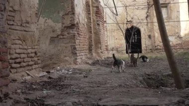 Eski bir binanın harabelerinde bir grup evsiz kedi oynuyor. Kürklü hayvanlar eğlenir, birbirlerini kovalar ve kavga ederler.