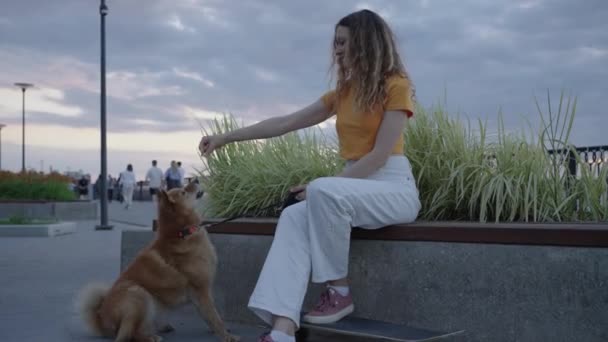 公園のベンチに座っているペットの飼い主は トリートメントを扱い 赤い犬の夫を訓練します ベンチで彼女の犬と結合するカジュアルな身に着けている女性 夕暮れの静かな都市公園の背景に対して — ストック動画