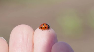 Kırmızı uğur böceğinin yakın plan fotoğrafı. Siyah lekeler insan elinin parmak ucunda, yumuşak odaklı arka planı var. Kendi habitatlarında, zoolojilerinde böceklerle ilgili çalışmalar.
