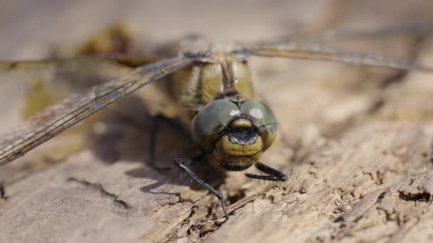 Macro Shot Dragonfly Detailed Eyes Perched Textured Wooden Surface Daylight — Stock Video
