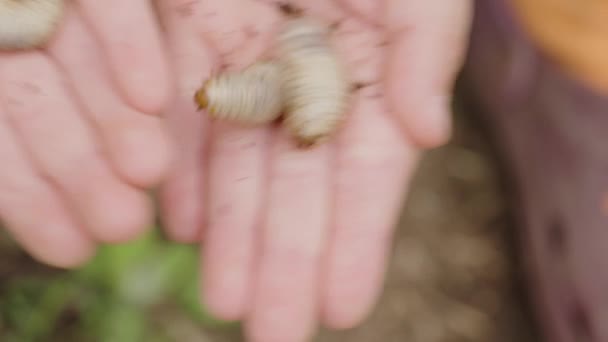 Las Manos Humanas Sujetan Suavemente Dos Larvas Mostrando Las Larvas — Vídeos de Stock