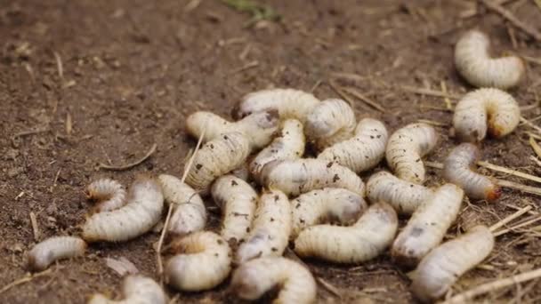 一只小鸡在泥土中啄食白色食物的特写镜头 饿鸡吃白肥幼虫 — 图库视频影像