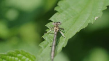 Yaprağın üzerinde dinlenen bir yusufçuk sineğinin yakın çekimi, karmaşık kanat desenine ve gözlerine odaklanmış. Güneşli bir yaz gününde küçük bir kızböceği yeşil bir ısırgan otunun üzerinde dinlenir.