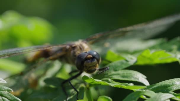 Dragonfly Beristirahat Pada Dedaunan Sebuah Detail Close Menangkap Capung Pada — Stok Video