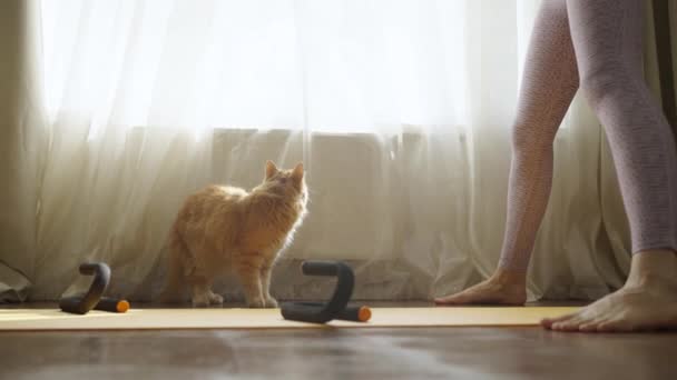 Agresywny Czerwony Kot Atakuje Właściciela Gryzie Się Nogi Ściga Przestraszona — Wideo stockowe